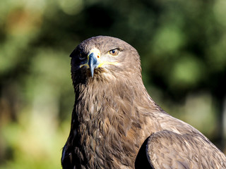 Bird of prey closeup outdoor shot. Birds of prey are  found in different countries but also at the zoo