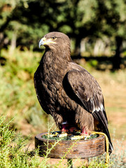 Bird of prey closeup outdoor shot. Birds of prey are  found in different countries but also at the...