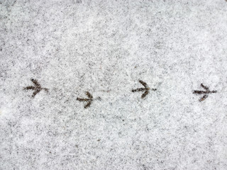 Bird trace in snow