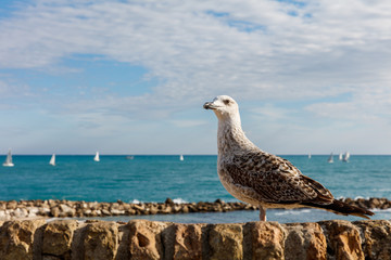 Mouette, Antibes, France 