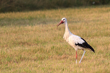 Storch auf der Suche nach Nahrung auf einer Wiese