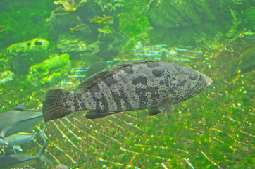 sea fish are swimming