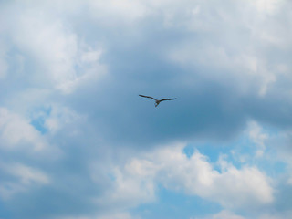 Single  bird flying in a gliding form below white clouds in a blue sky 