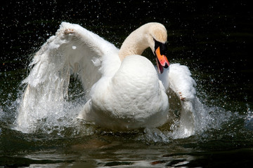 White swan having fun in water splashing waterdrops with wings, white feathers, black background