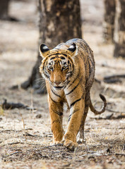 Bengal tiger goes among the trees in the Ranthambore National Park. India. An excellent illustration.