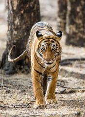 Bengal tiger goes among the trees in the Ranthambore National Park. India. An excellent illustration.