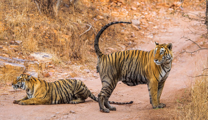 Naklejka premium Male and female Bengal tiger playing with each other in the Ranthambore National Park. India. An excellent illustration.