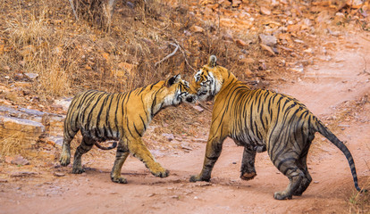 Male and female Bengal tiger playing with each other in the Ranthambore National Park. India. An excellent illustration.