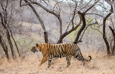 Fototapeta na wymiar Bengal tiger goes among the trees in the Ranthambore National Park. India. An excellent illustration.