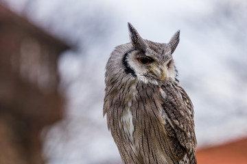 Obraz premium Weißgesichtseule
