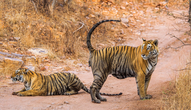 Fototapeta Male and female Bengal tiger playing with each other in the Ranthambore National Park. India. An excellent illustration.