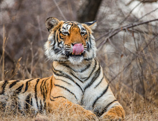 Portrait of a Bengal tiger. Ranthambore National Park. India. An excellent illustration.