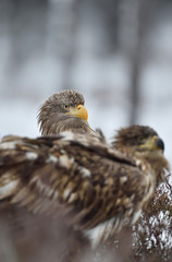 White-tailed eagle peeking out from behind of other eagle