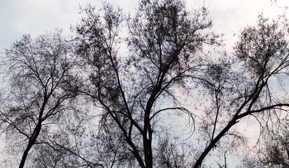 tree branches against the backdrop of the sunset