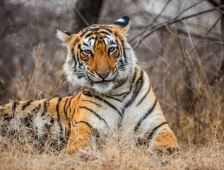 Portrait of a Bengal tiger. Ranthambore National Park. India. An excellent illustration.