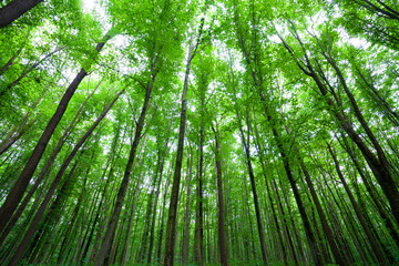 spring green forest © Andrey Volokhatiuk