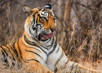 Portrait of a Bengal tiger. Ranthambore National Park. India. An excellent illustration.