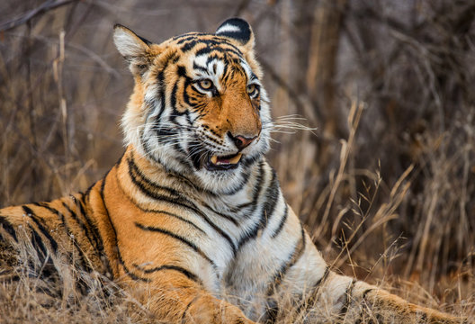 Portrait of a Bengal tiger. Ranthambore National Park. India. An excellent illustration.