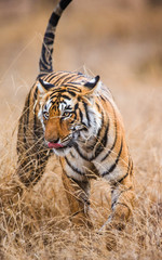 Bengal tiger walking on grass in the Ranthambore National Park. India. An excellent illustration.
