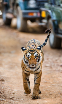 Fototapeta Bengal tiger comes along the road on the background of cars with the tourists. Ranthambore National Park. India. An excellent illustration.