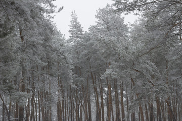 Fototapeta premium cold day in the snowy winter forest