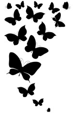 black butterflies,isolated on a white