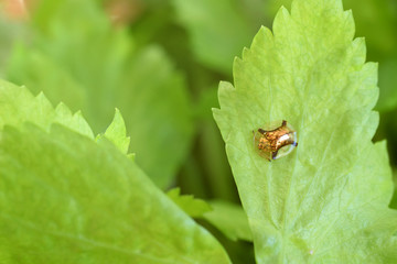 Herb leaves and Gold beetle　ジンガサハムシ