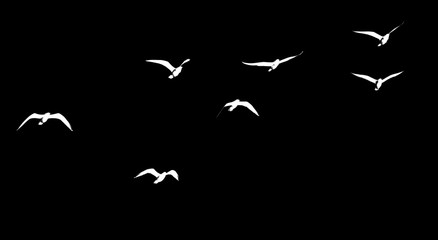 silhouette of a flock of birds on a black background