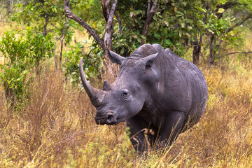 Obraz premium Large white rhino. Meru park, Kenya 