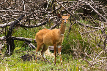 Rufous bushbuck. Portrait. Aberdare, Kenya	