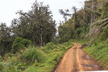Fototapeta na wymiar Yellow road in the forest. Aberdare landscape. Kenya, Africa