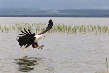 Eagle fisher. Lake Baringo. Kenya, Africa	