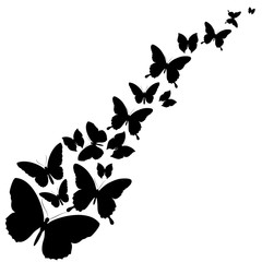 black butterflies,isolated on a white