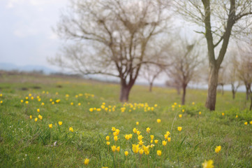 Green spring nature trees flowers