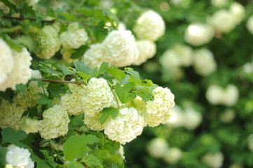 White spring flowers