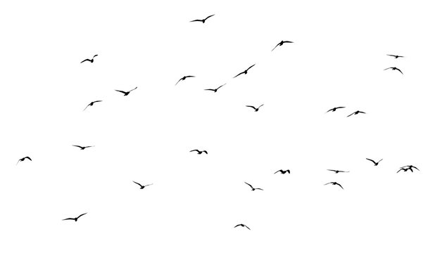 silhouette of a flock of birds on a white background