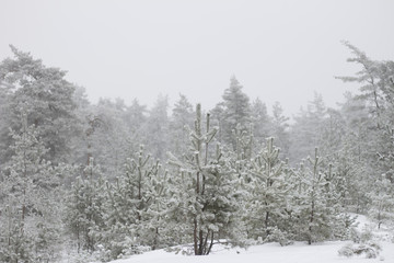 cold day in the snowy winter forest