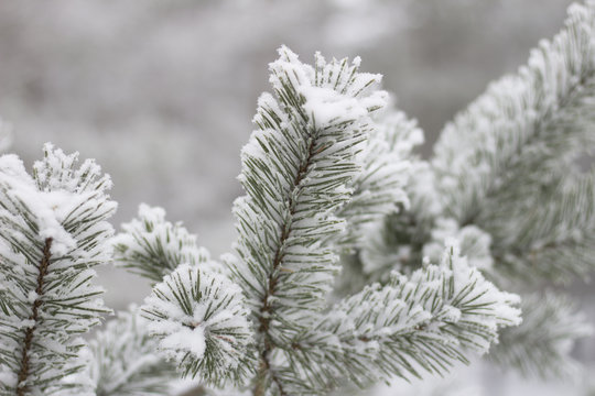 Fototapeta  Frozen tree branch in winter forest. Branch covered with rime