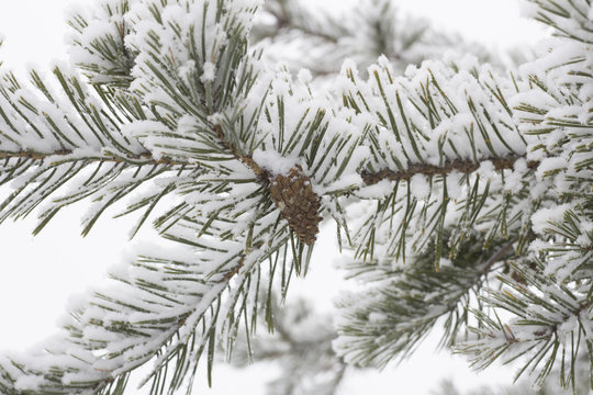Fototapeta  Frozen tree branch in winter forest. Branch covered with rime