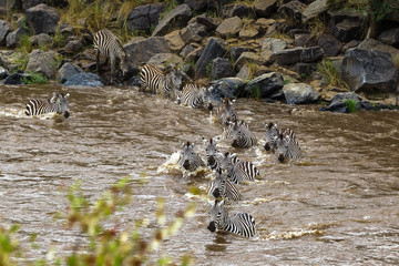Thousands of zebras across the Mara River. Masai Mara, Kenya
