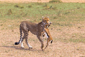 Hunters of savanna. Cheetah. Kenya, Africa