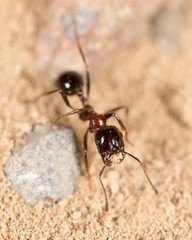 ant in nature. macro