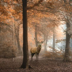 Fotobehang Hert Mooi beeld van edelhertenhert in mistig kleurrijk herfstbos