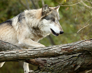 Side view of a wolf climbing onto a fallen tree