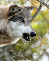 Side view portrait of one snarling wolf