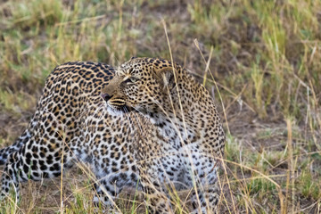 Fototapeta na wymiar Leopard on the lookout. Hunt of predator. Masai Mara, Kenya 