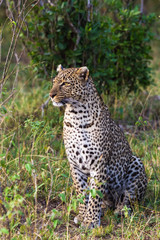 Portrait of a sitting leopard. Masai Mara, Africa