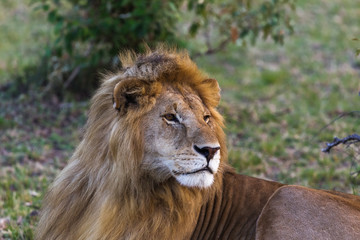 Lion. Big king of beasts. Masai Mara, Kenya	