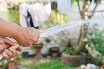 Human is spraying water from rubber strap watering a plant