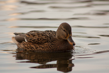 Duck on the lake.